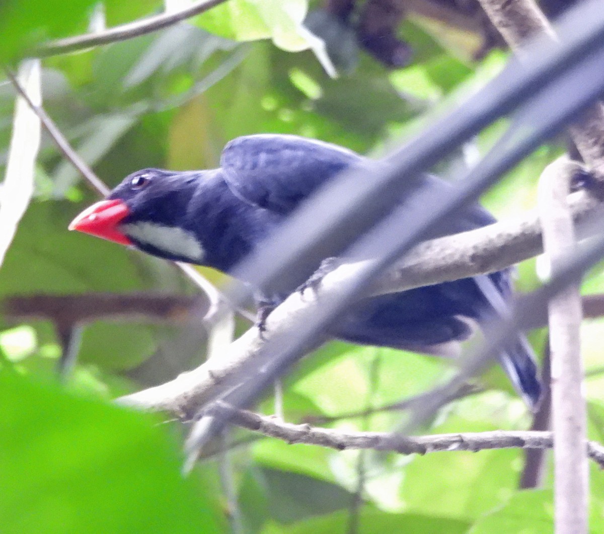 Slate-colored Grosbeak - ML551272571