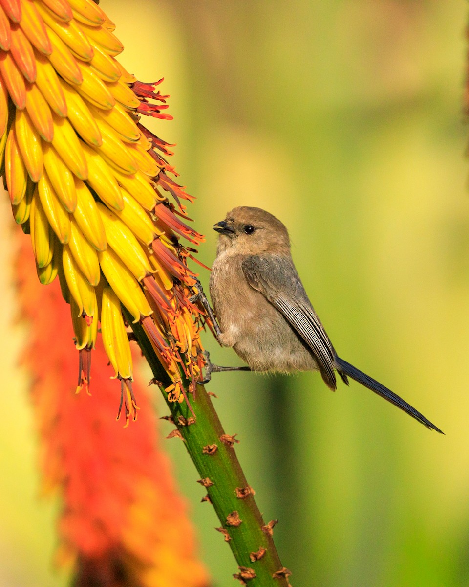 Bushtit (Pacific) - ML551272811