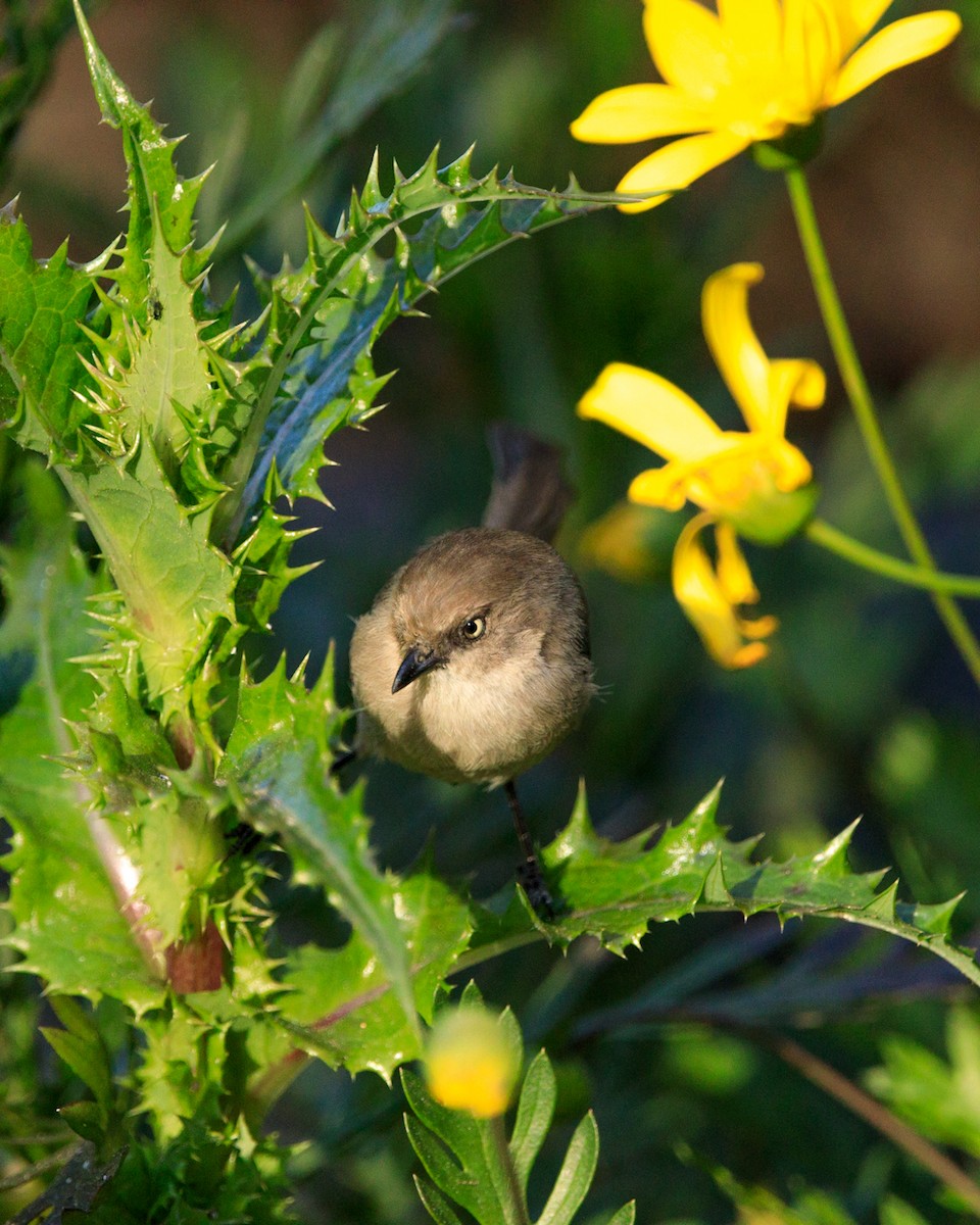 Bushtit (Pacific) - ML551272831