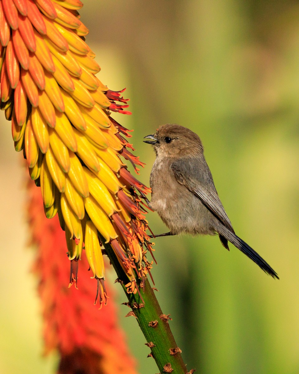 Bushtit (Pacific) - ML551272841