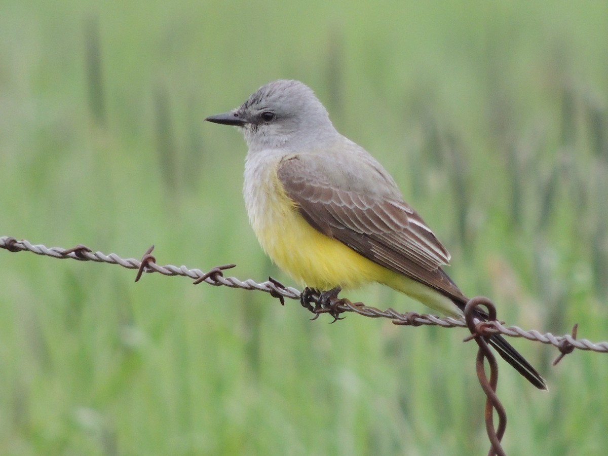 Western Kingbird - ML55127351