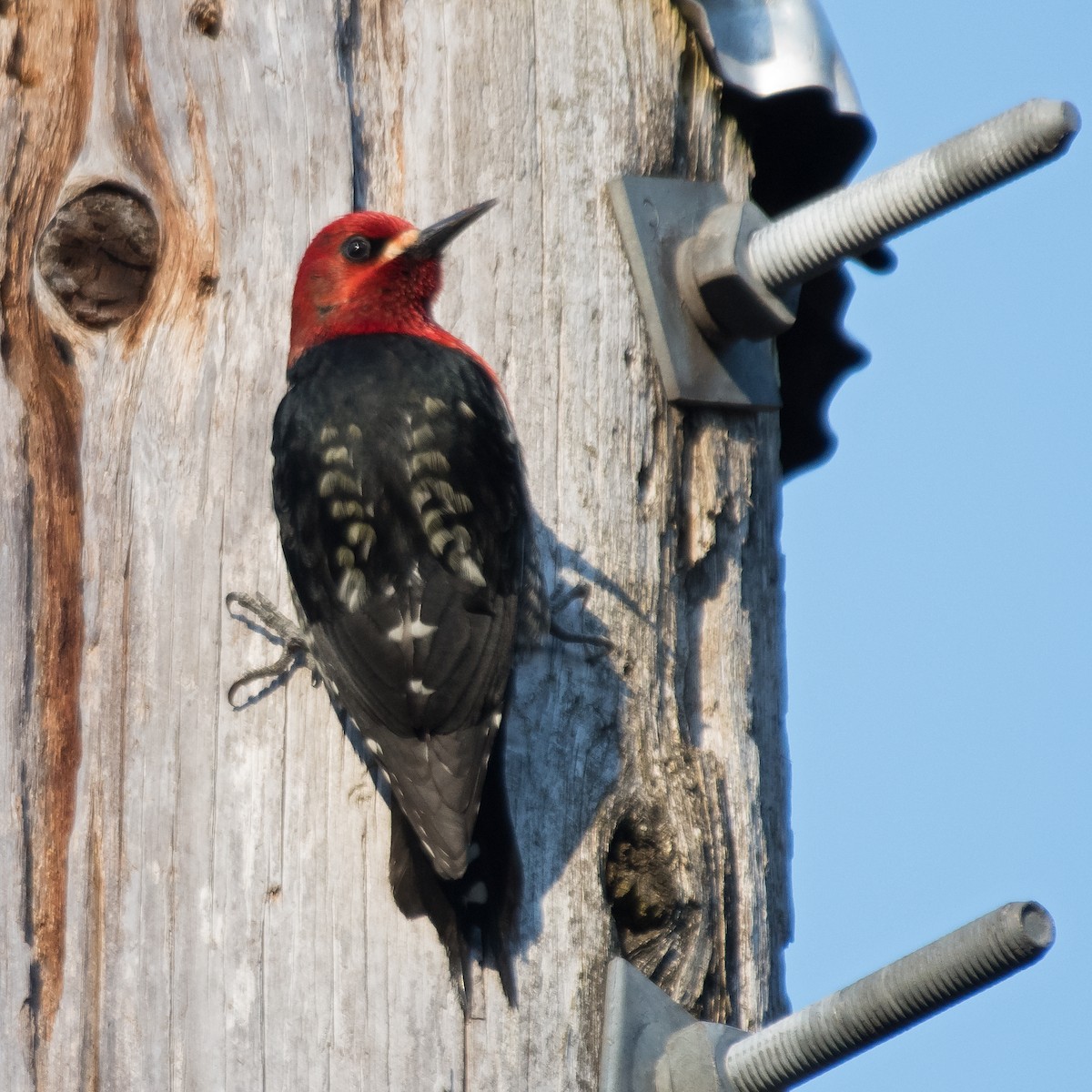 Red-breasted Sapsucker - Nick Balachanoff