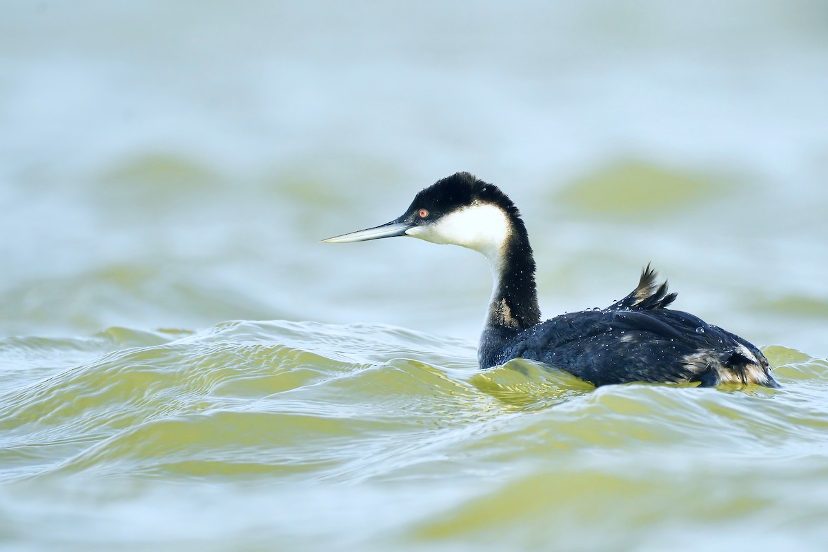 Western Grebe - ML551274401