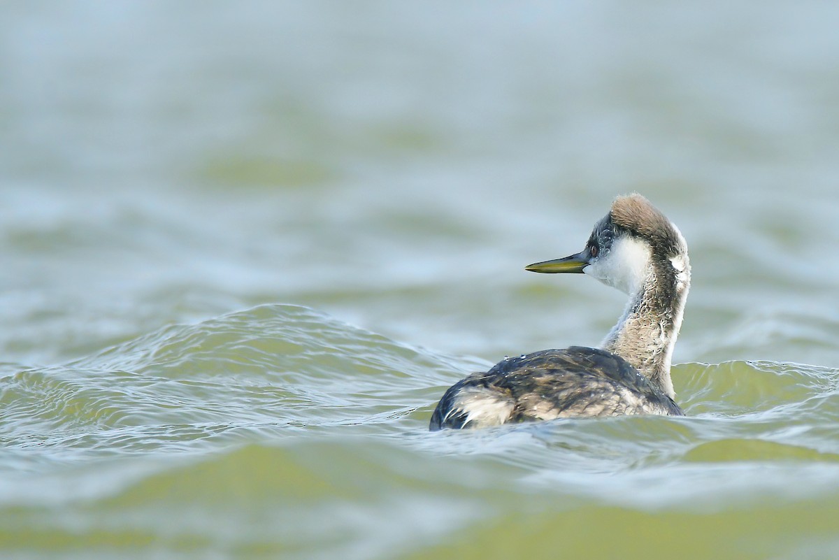 Western Grebe - Asher  Warkentin