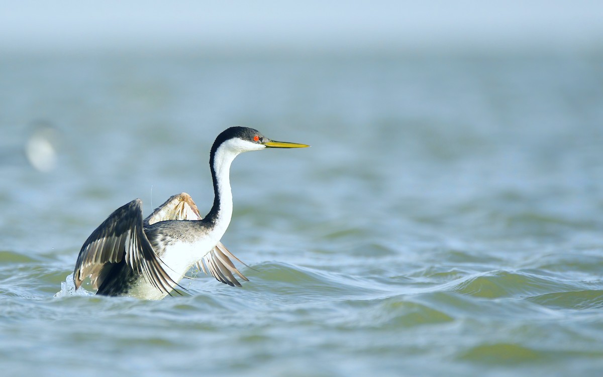 Western Grebe - Asher  Warkentin