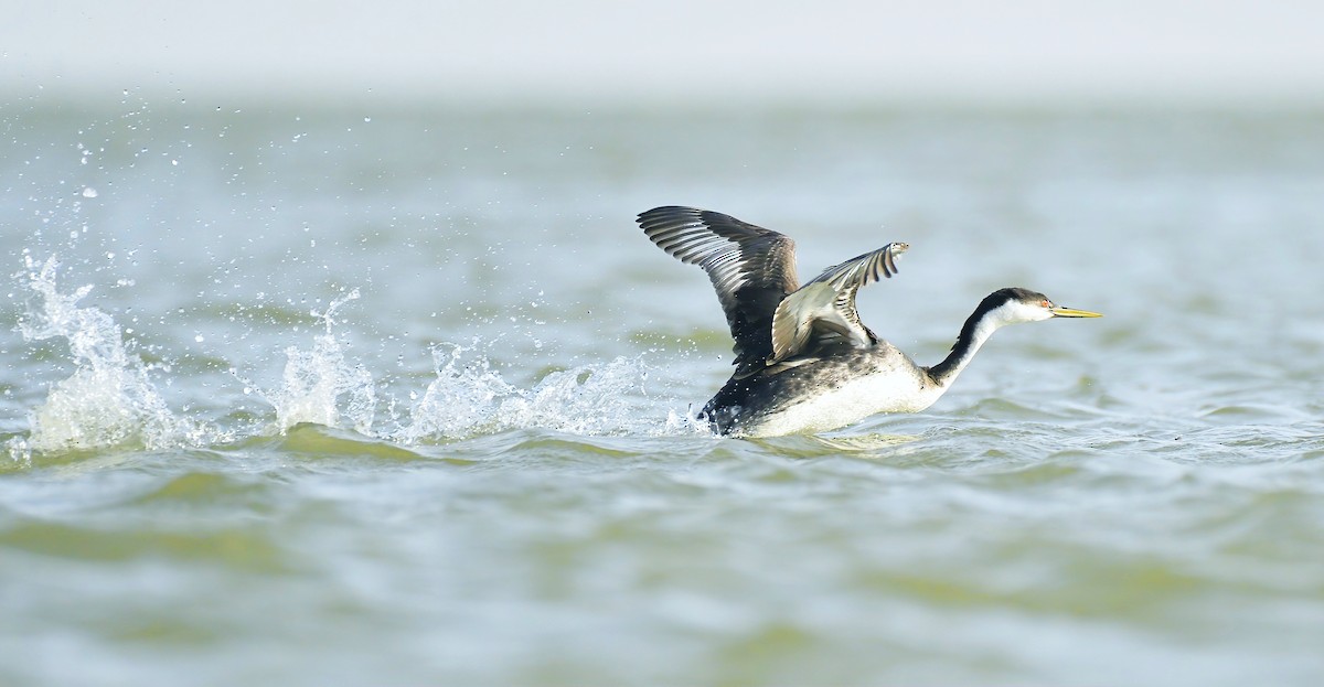 Western Grebe - Asher  Warkentin