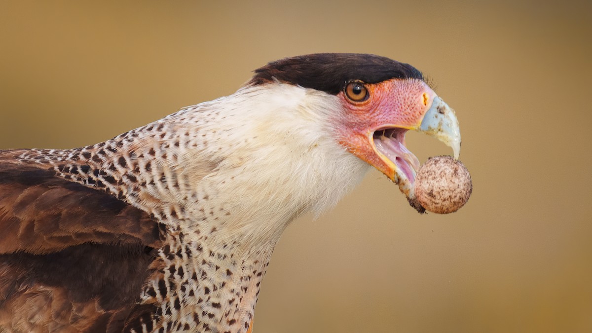 Crested Caracara - ML551274631