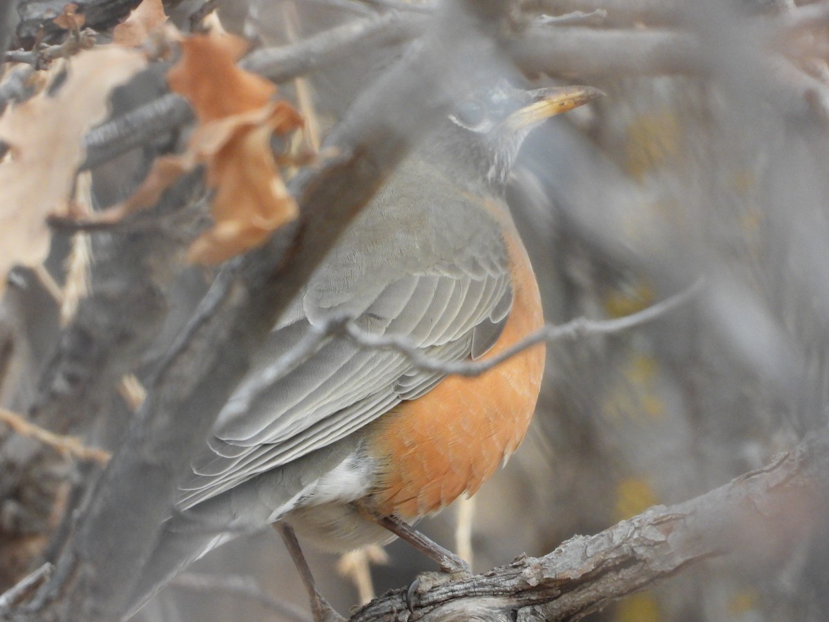 American Robin - ML551276051