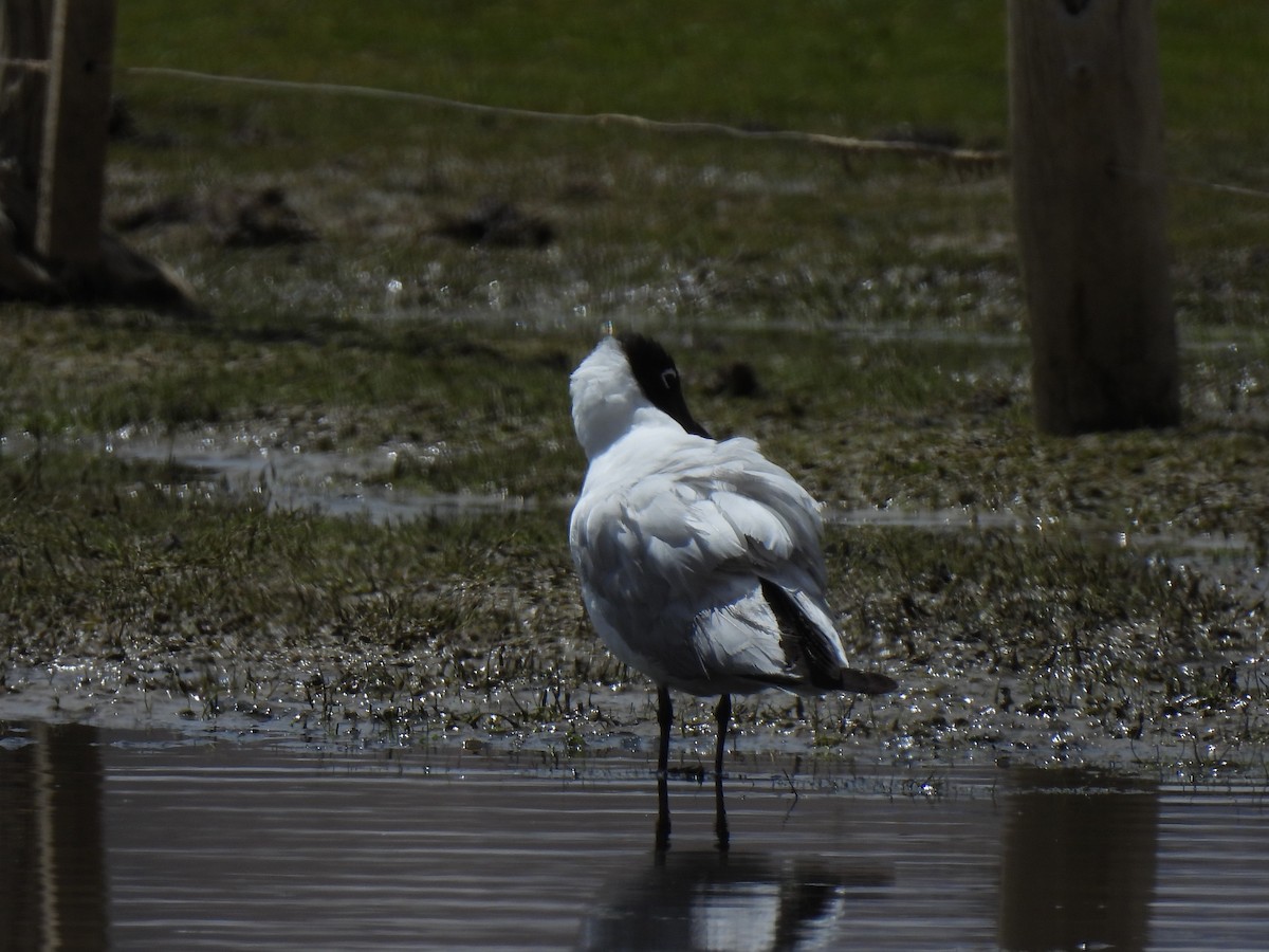 Andean Gull - ML551276821