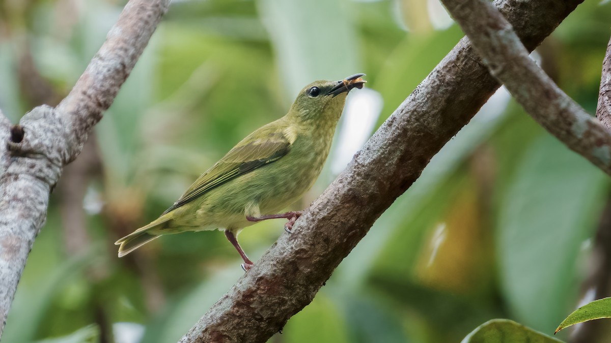 Red-legged Honeycreeper - ML551276911