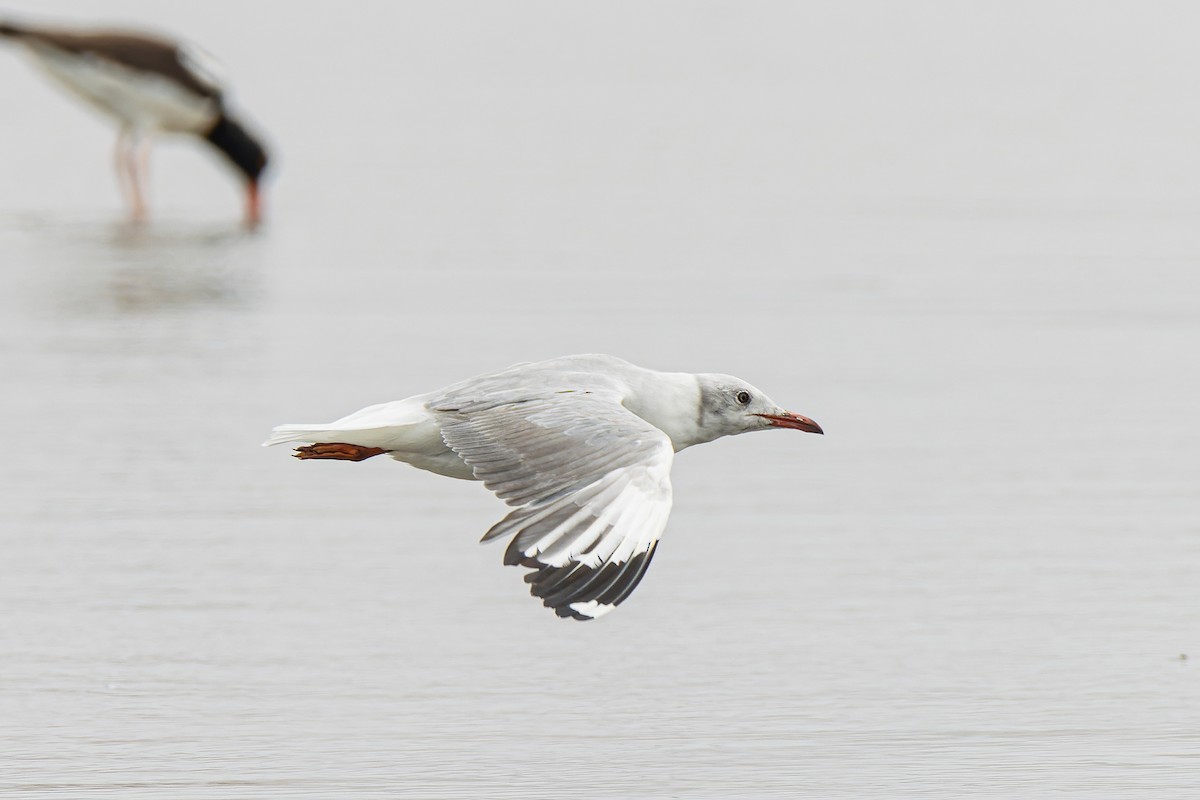 Gaviota Cabecigrís - ML551277181