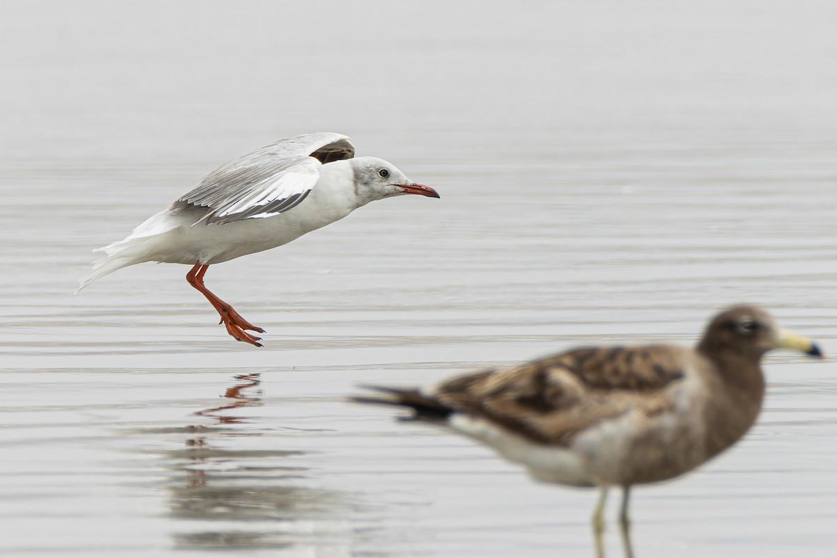 Gaviota Cabecigrís - ML551277231