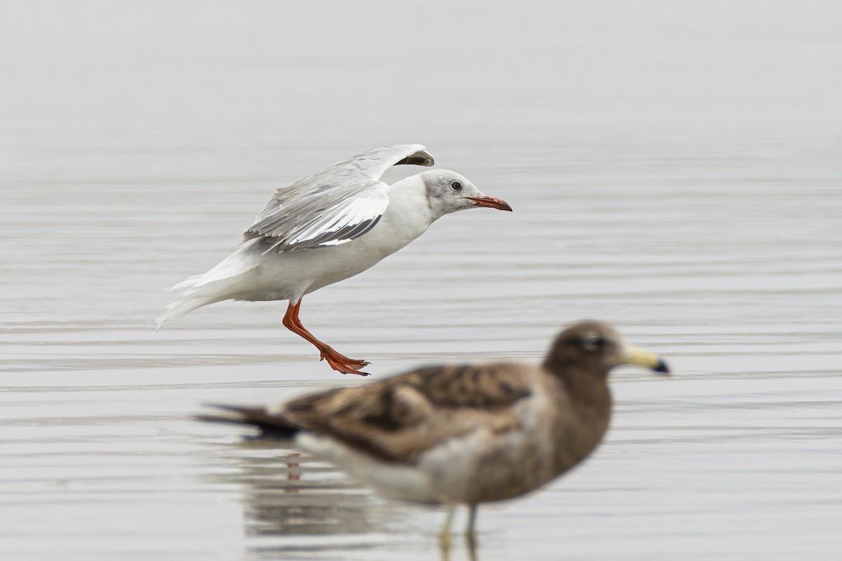 Gray-hooded Gull - ML551277261