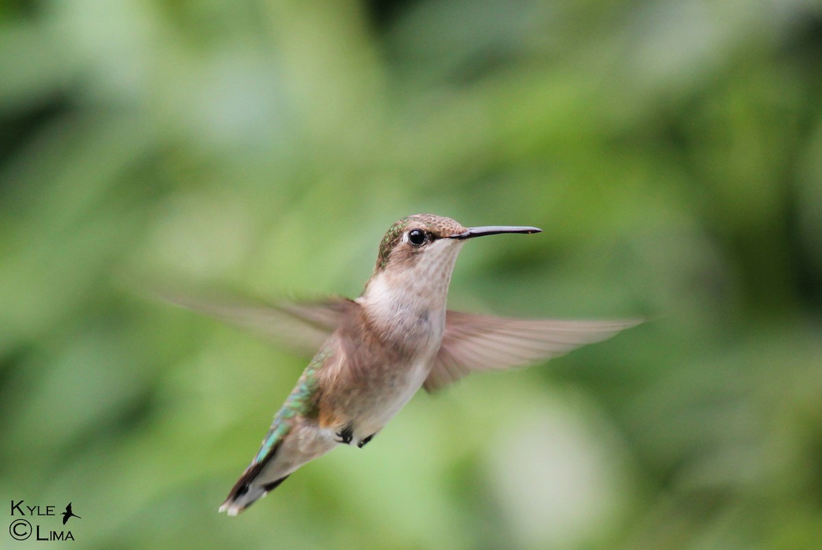 Ruby-throated Hummingbird - ML55127791