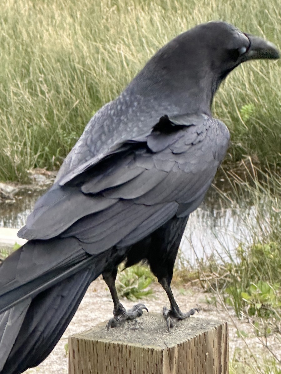 Common Raven - L. Burkett