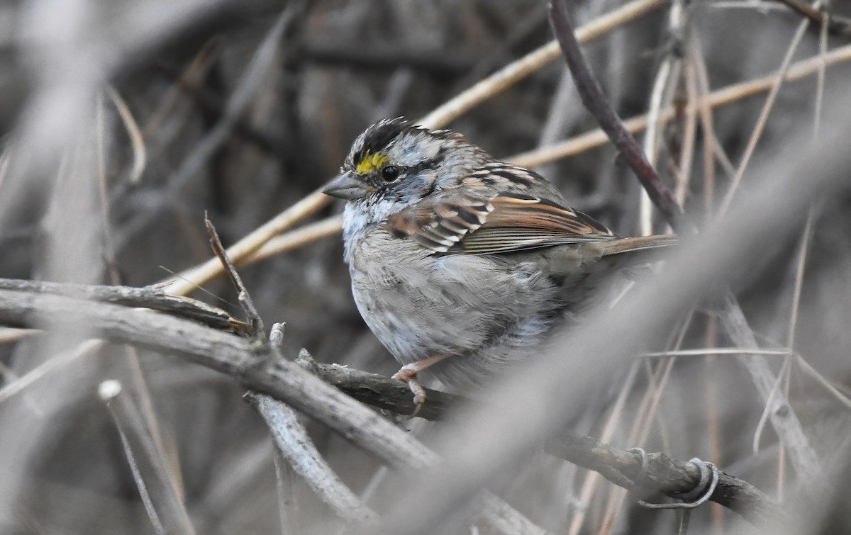 White-throated Sparrow - ML551278171