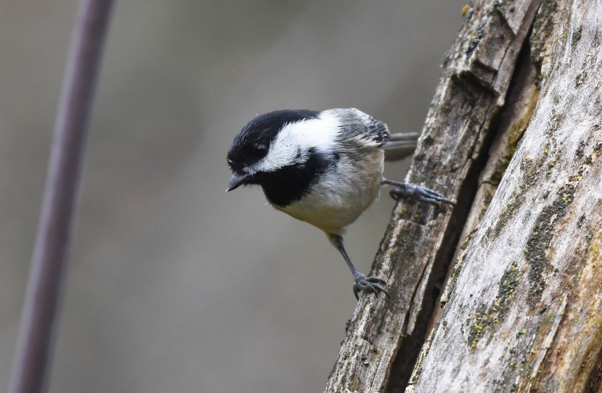 Black-capped Chickadee - ML551278291