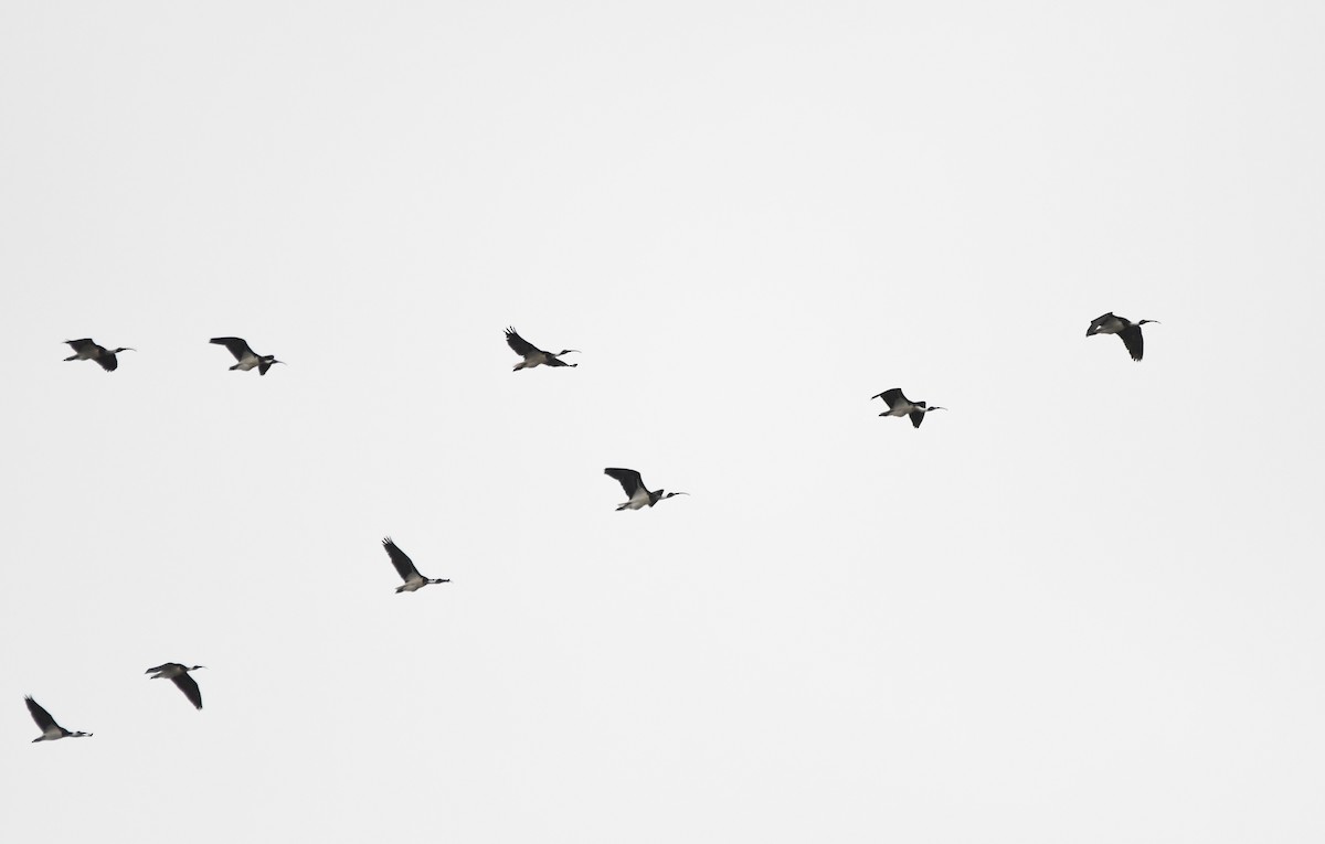 ibis slámokrký - ML551278331