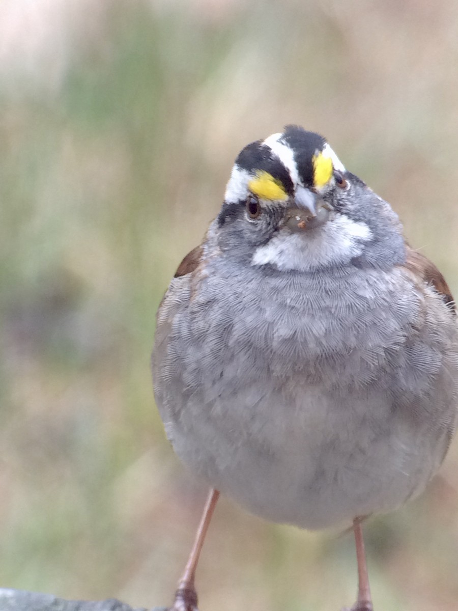 White-throated Sparrow - ML55127851
