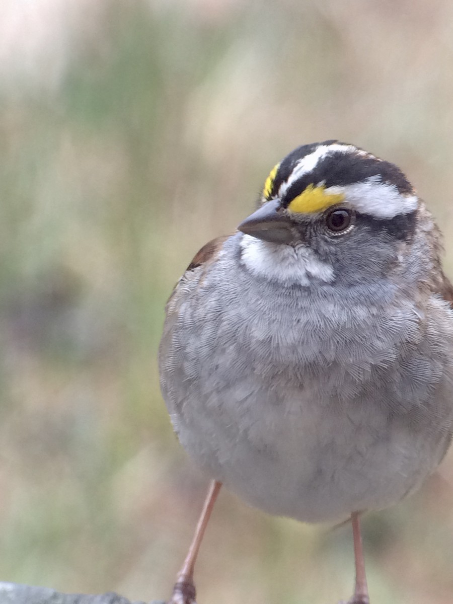 White-throated Sparrow - ML55127861