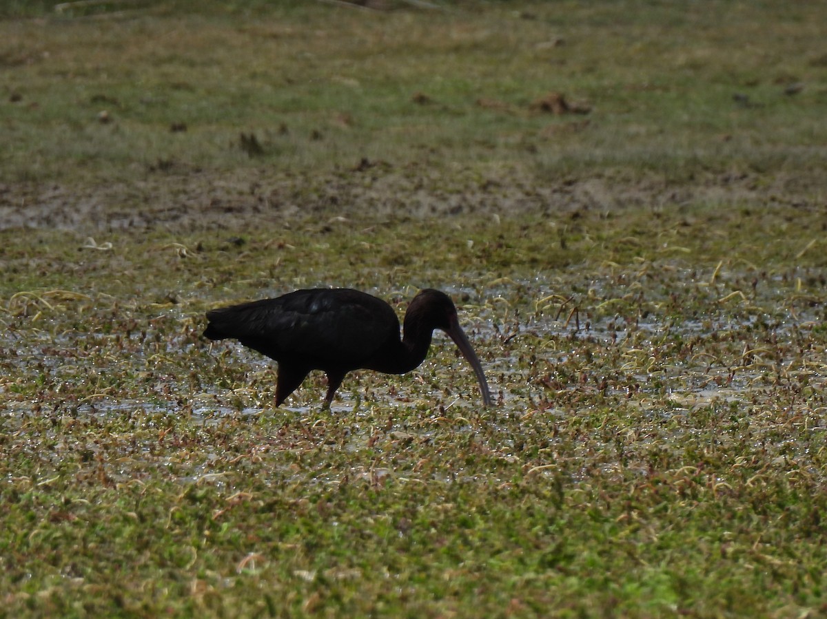 Puna Ibis - Diane Bricmont