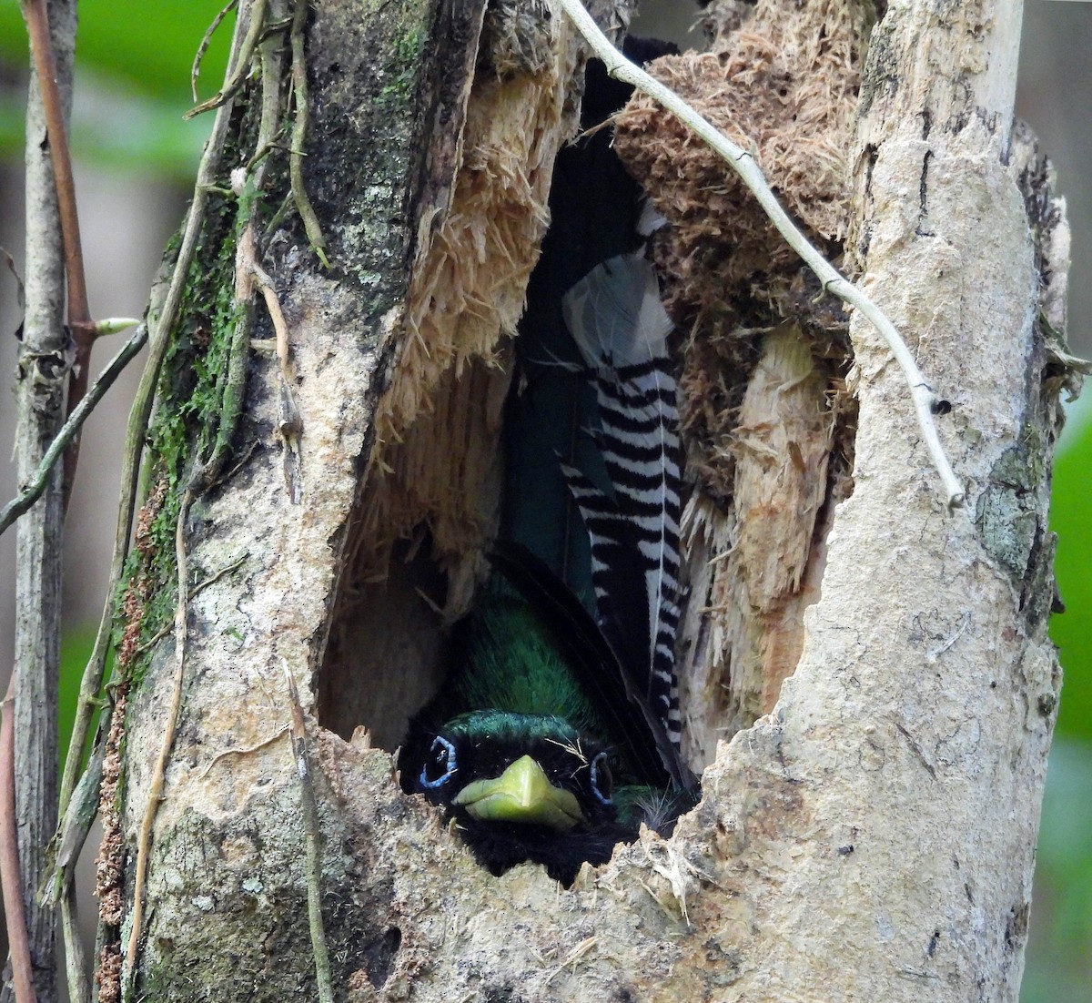 Northern Black-throated Trogon - Danilo Moreno