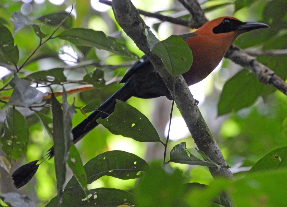 Rufous Motmot - Danilo Moreno