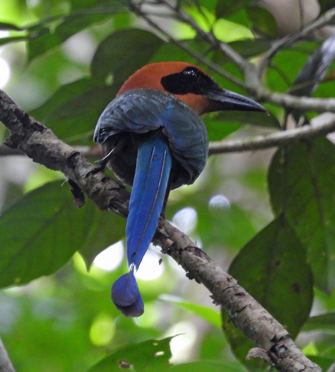 Rufous Motmot - ML551279941