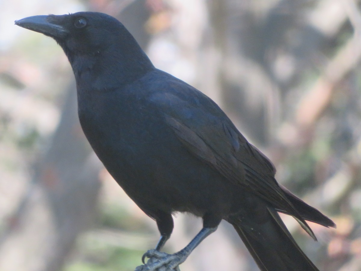 American Crow - ML551280091