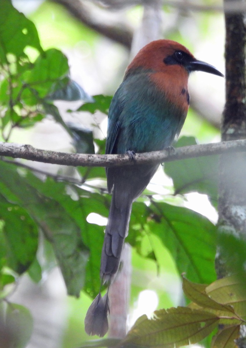 Broad-billed Motmot - Danilo Moreno