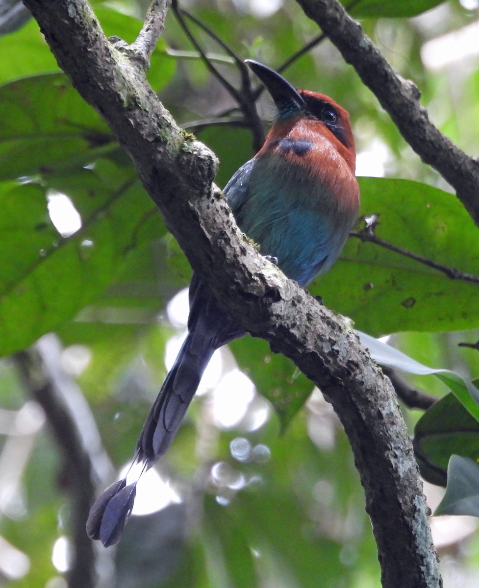 Broad-billed Motmot - ML551280151