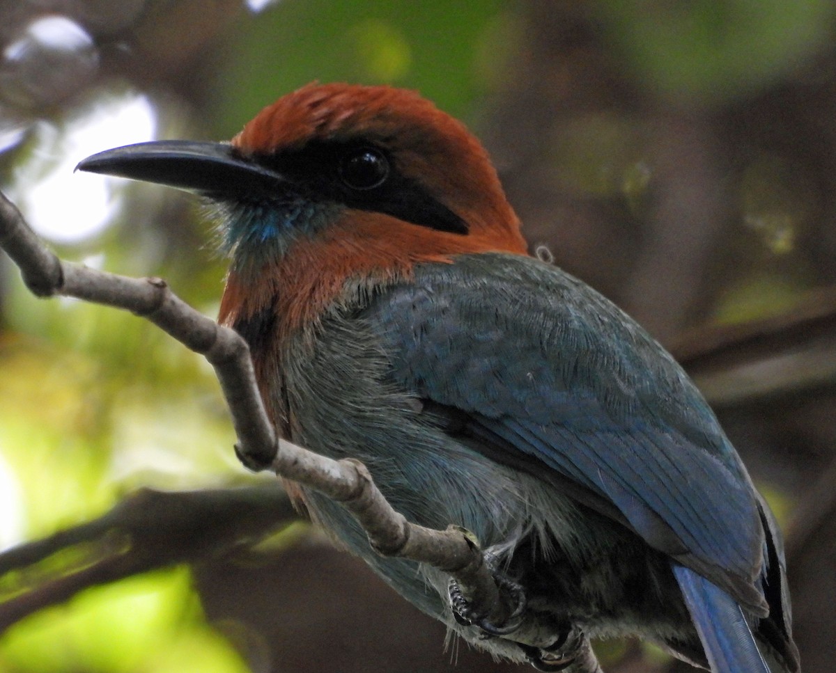 Broad-billed Motmot - Danilo Moreno