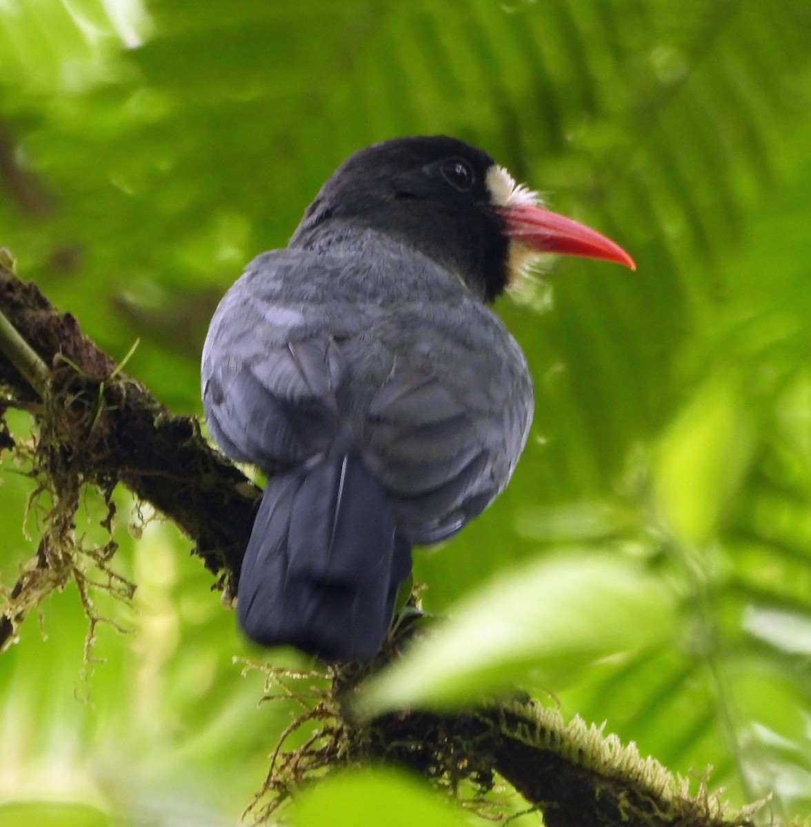 White-fronted Nunbird - ML551280241