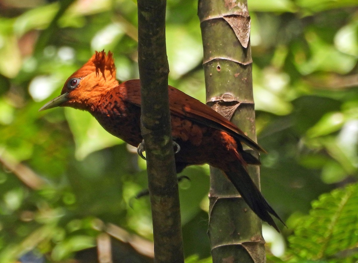 Chestnut-colored Woodpecker - Danilo Moreno