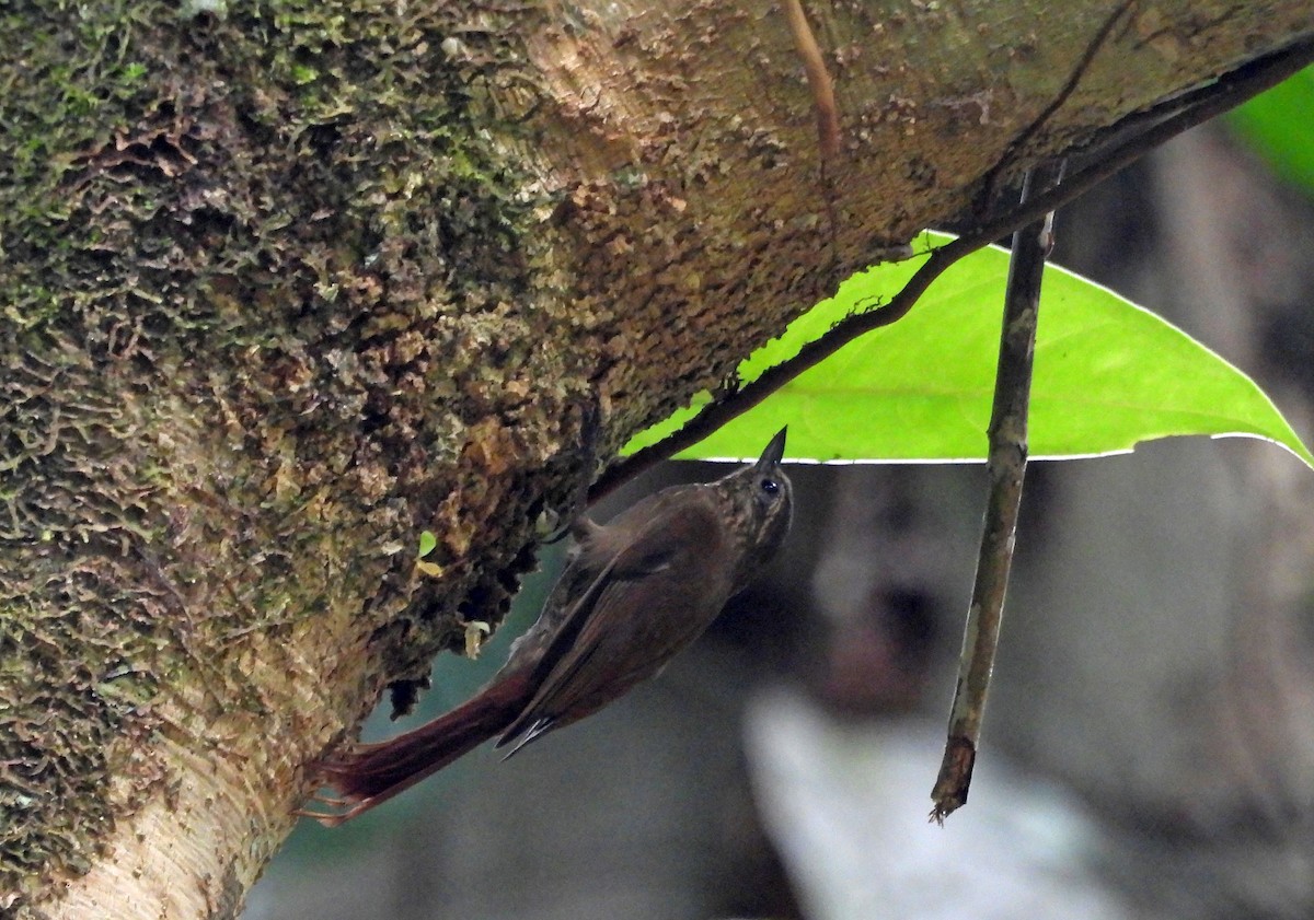 Wedge-billed Woodcreeper - Danilo Moreno