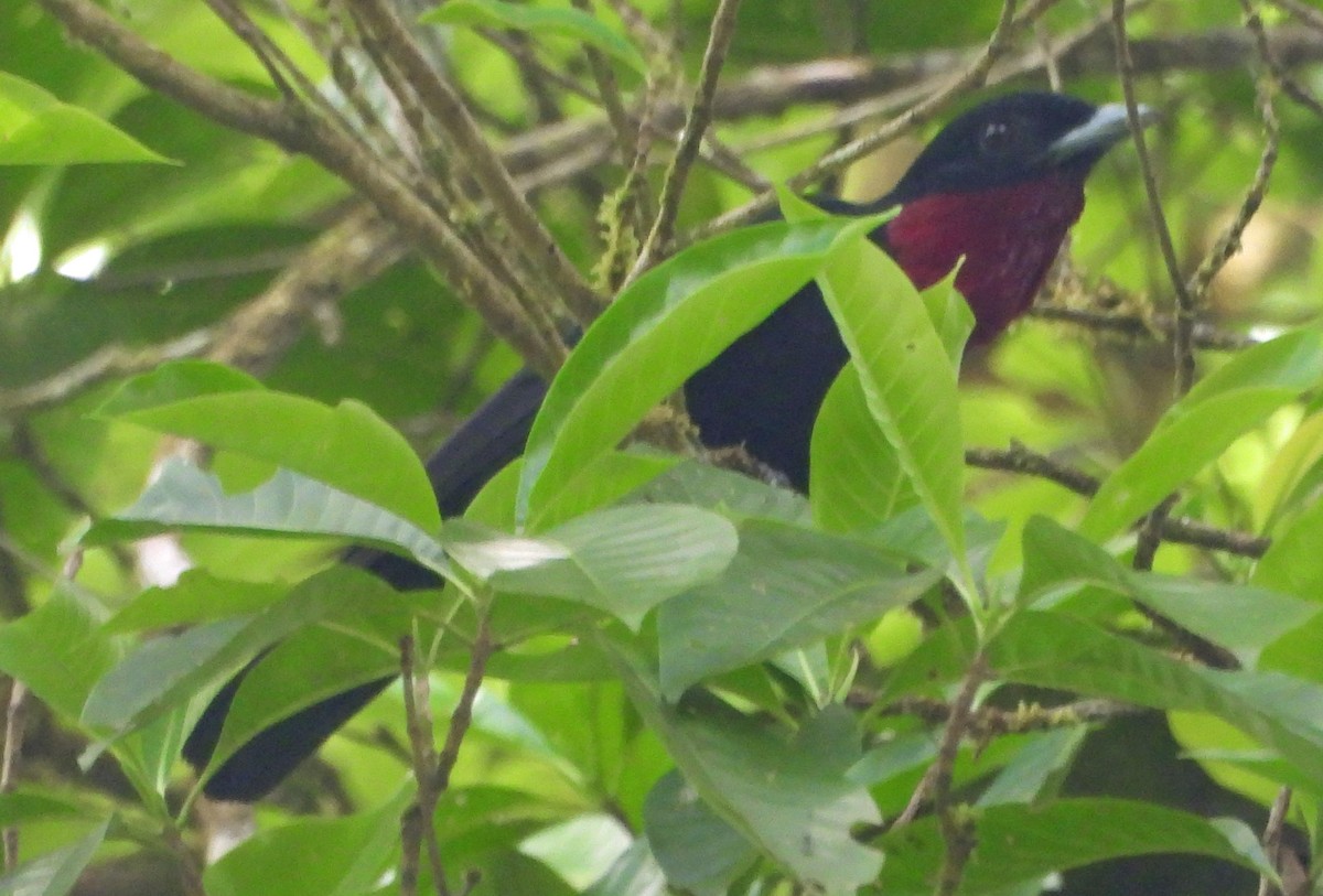 Purple-throated Fruitcrow - Danilo Moreno