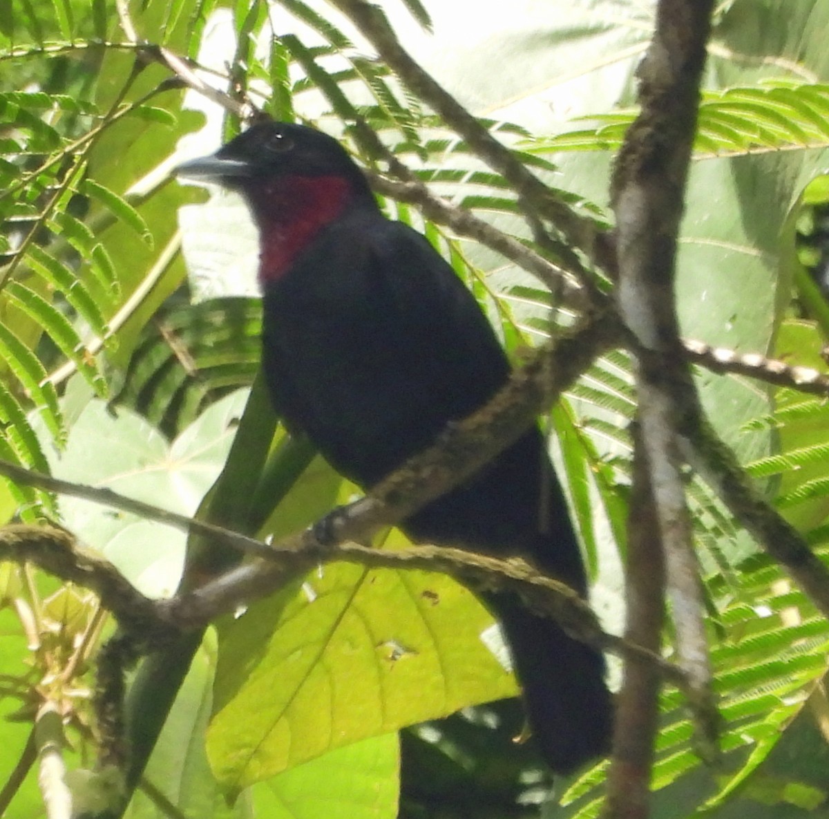 Purple-throated Fruitcrow - ML551280641