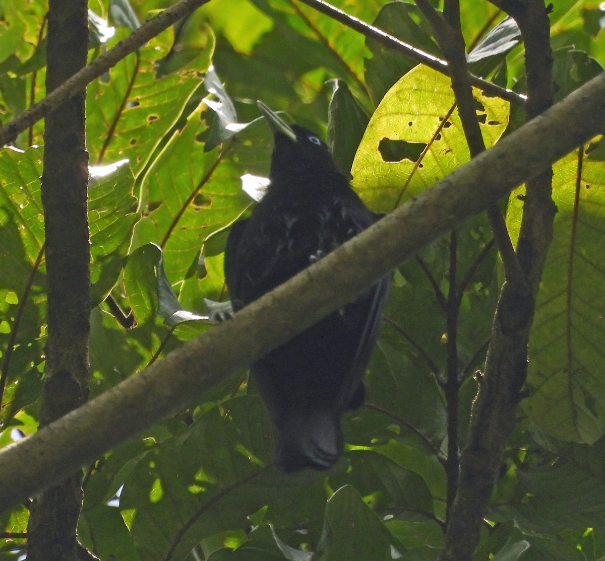 Scarlet-rumped Cacique - ML551280861