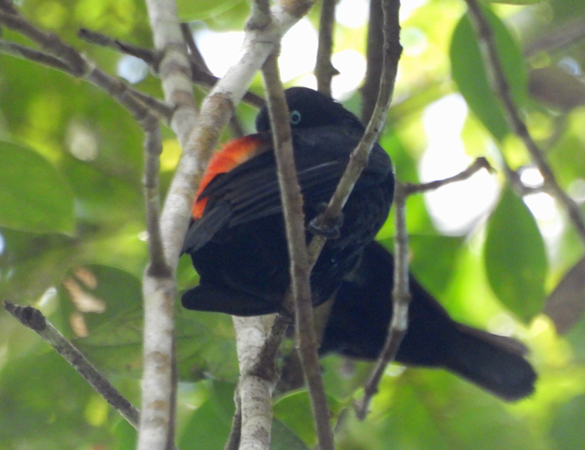 Scarlet-rumped Cacique - ML551280871