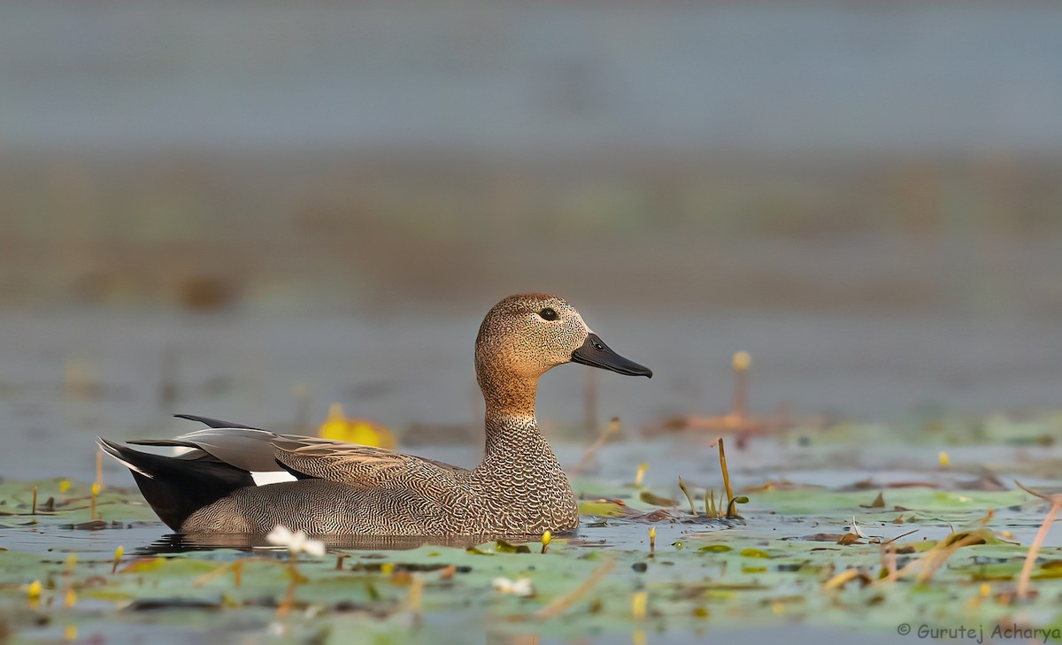 Gadwall - ML551281181