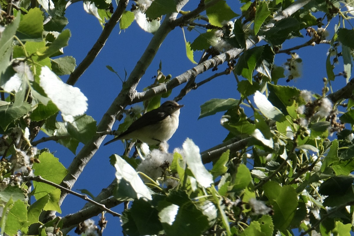 sangvireo (swainsoni gr.) - ML551281491