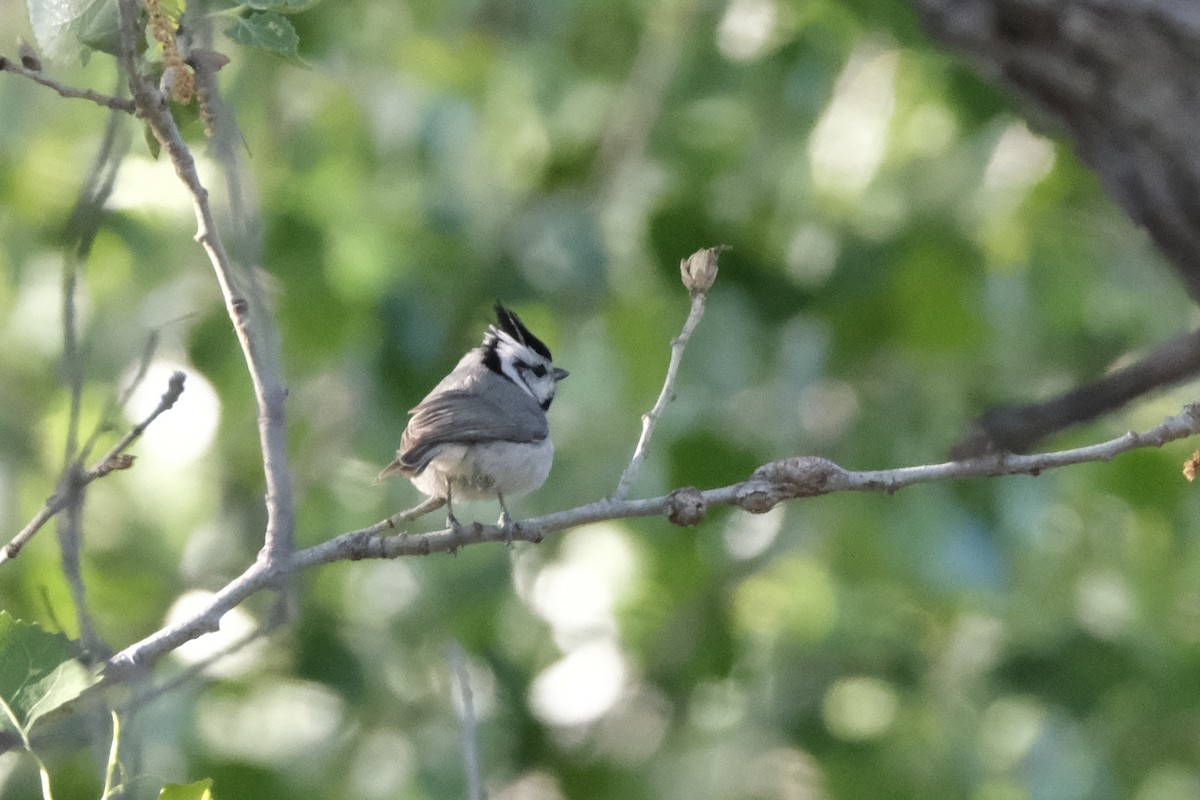 Bridled Titmouse - ML551281971