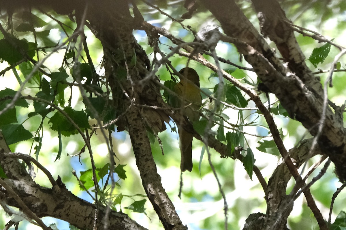 Bullock's Oriole - ML551282411