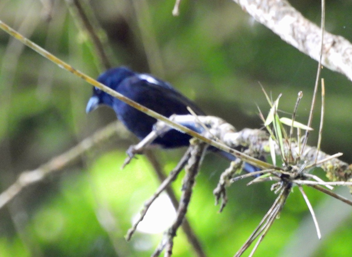 White-shouldered Tanager - Danilo Moreno