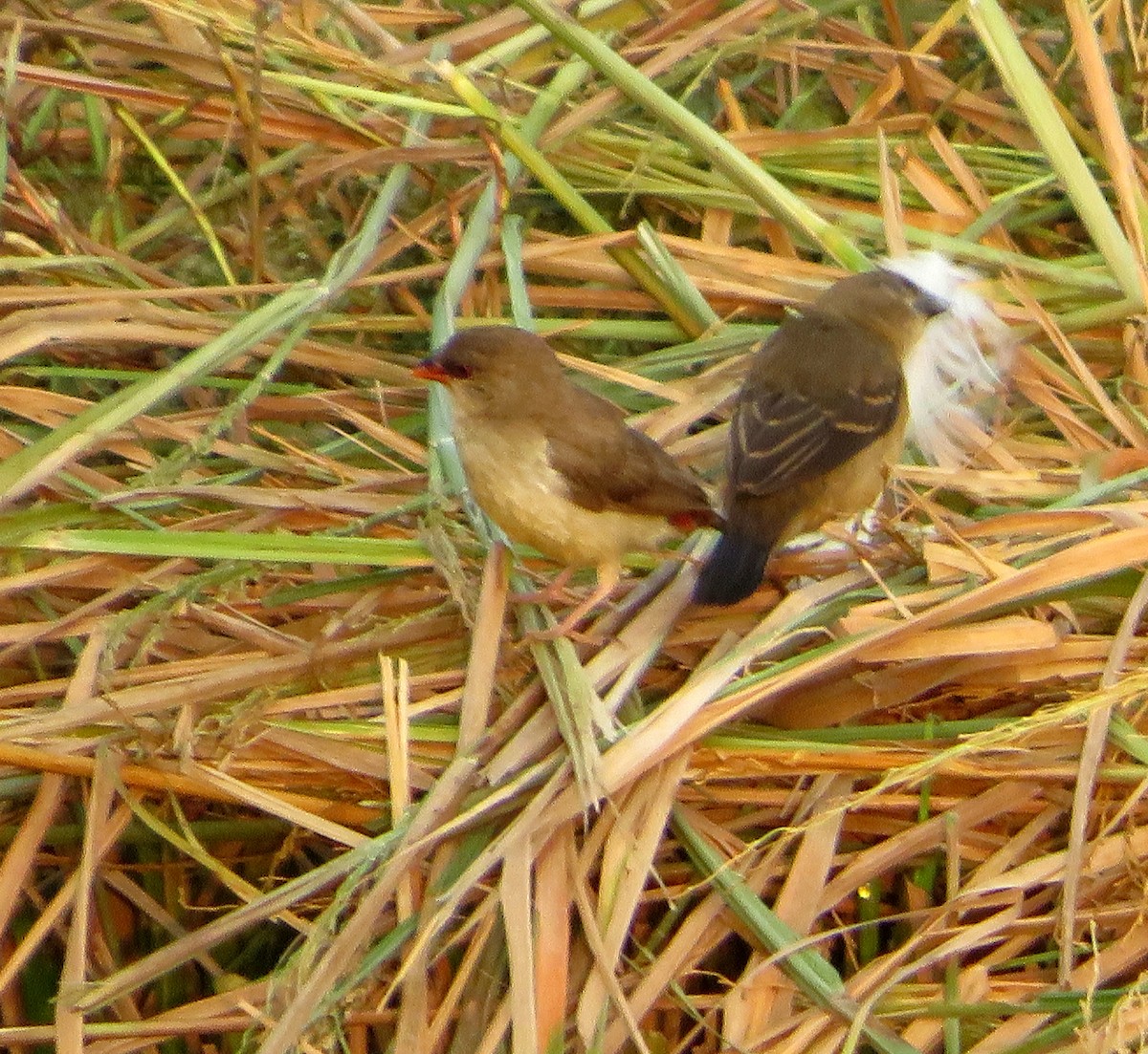 Red Avadavat - ML551286271