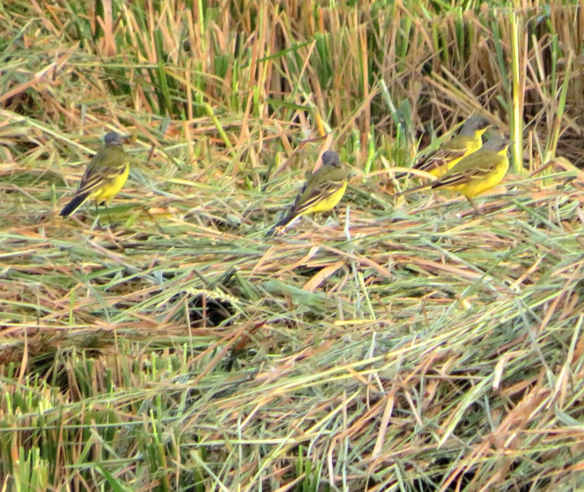 Өрнийн шар цэгцгий - ML551286311