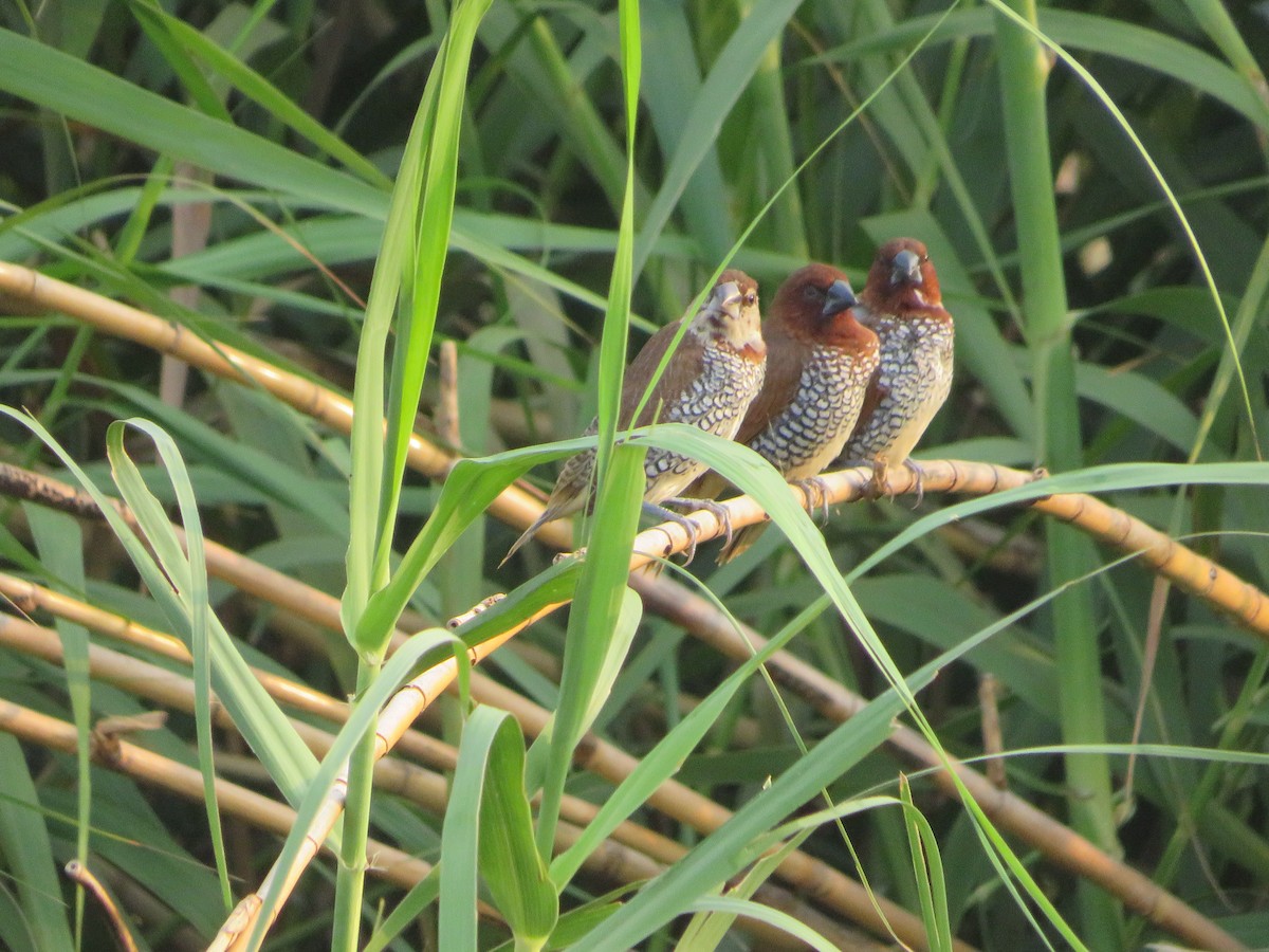 Scaly-breasted Munia - ML551286391