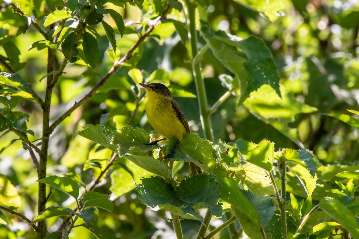 African Yellow-Warbler - ML551286581