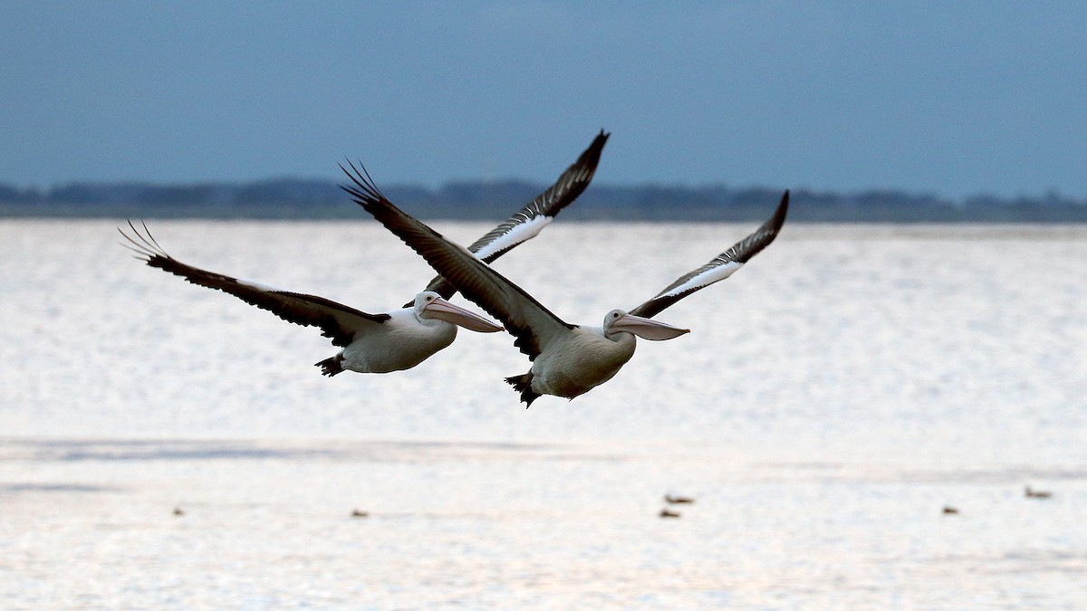 Australian Pelican - ML551287501