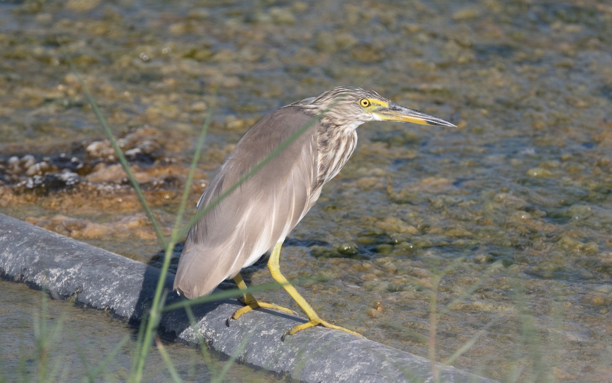 Indian Pond-Heron - ML551287871